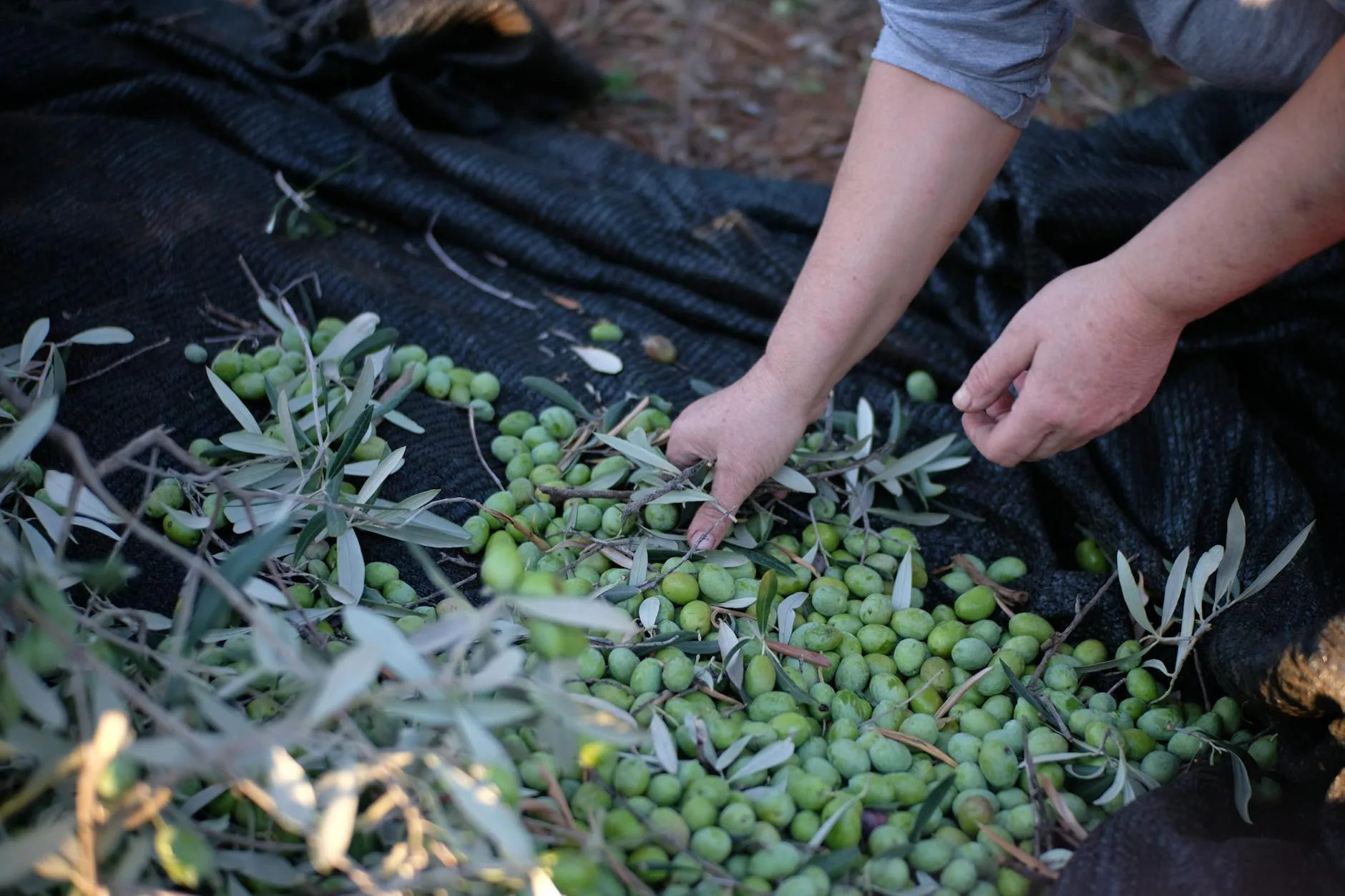 La production d'huile d'olive en Crète