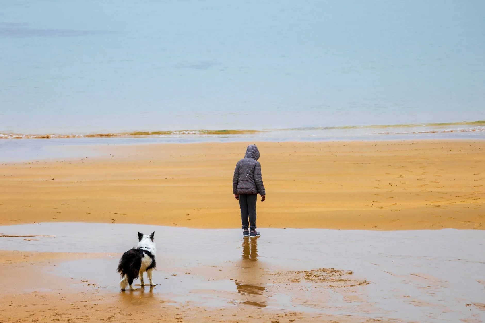 ️ Plages et randonnées : où le chien est le bienvenu